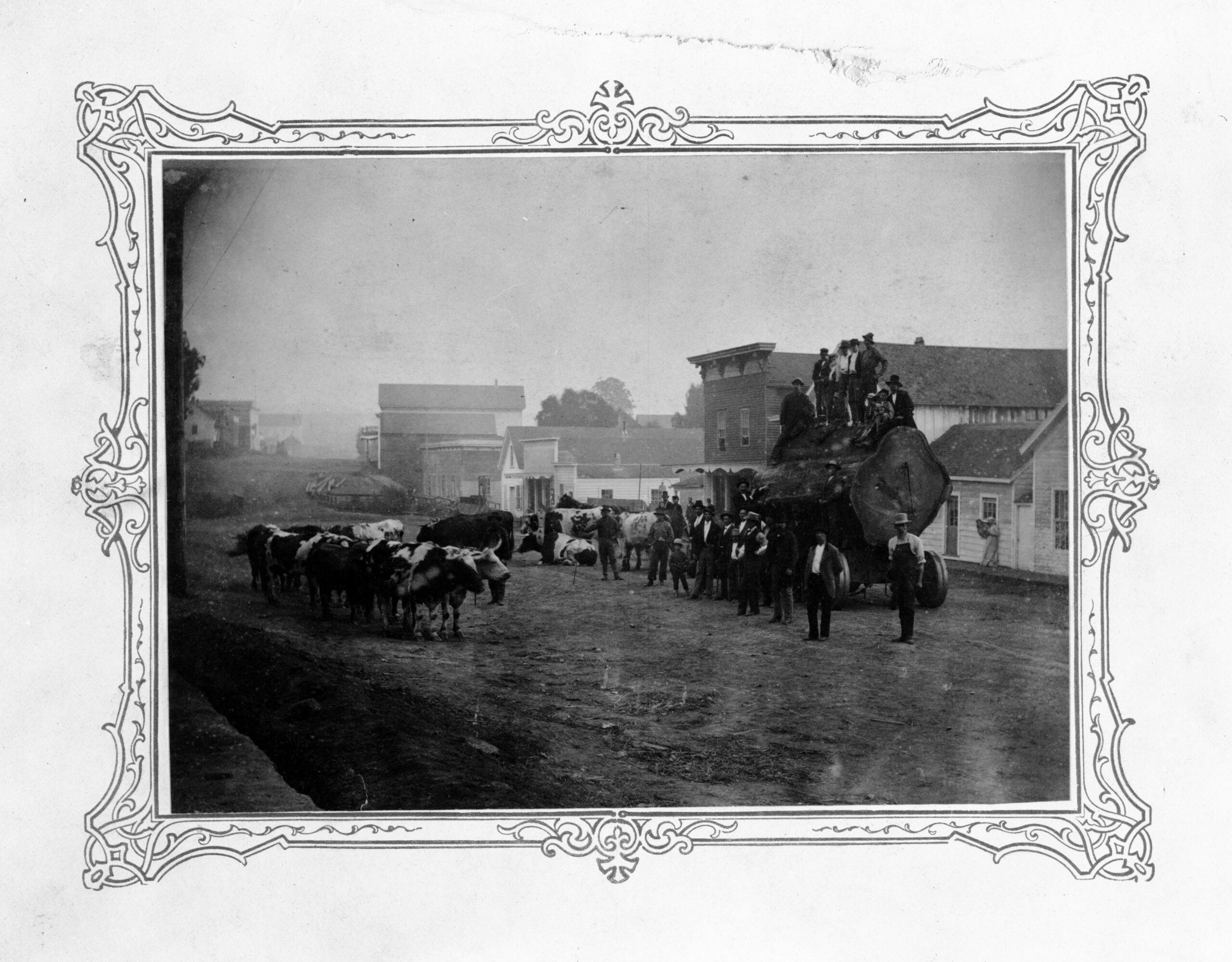 1880 photo Rohnerville Rd oxen hauling giant log